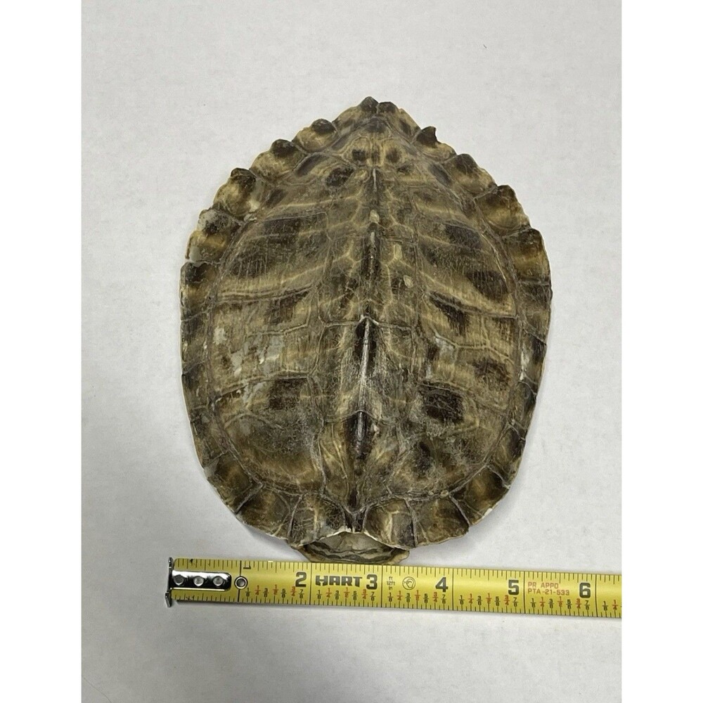 Vintage Turtle Shell - Picture 7 of 7